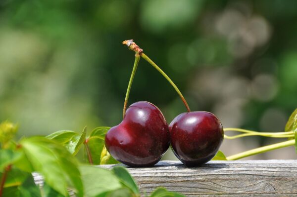 Red Cherry