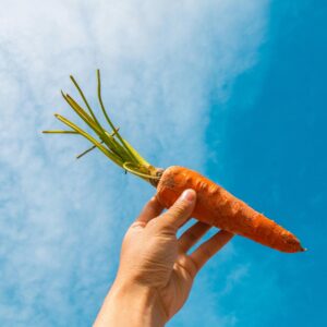 Carrot