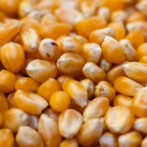 Corn (Maize)