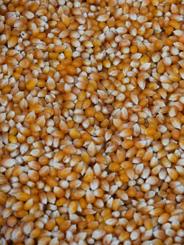 Corn (Maize) - Image 2