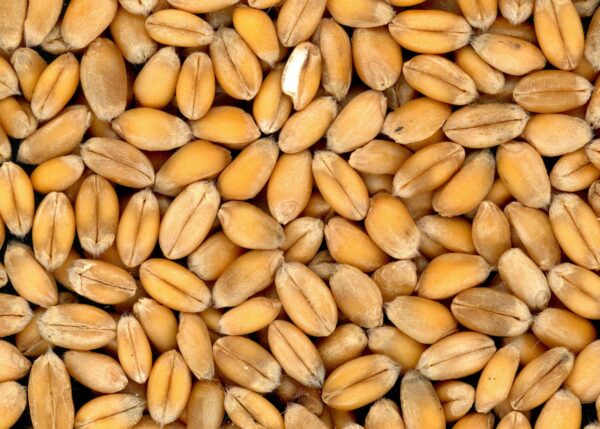 Wheat - Image 2