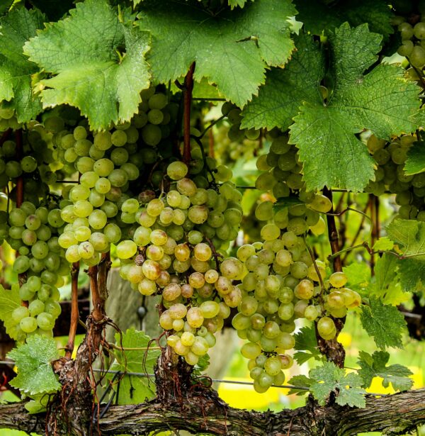 Grapes - Image 2