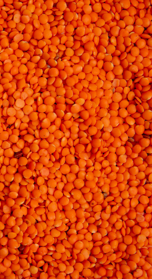 Red Gram (Toor Dal)